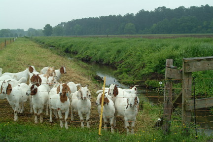 goats for kudzu
